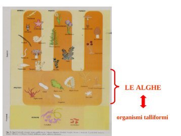 17 Botanica sistematica evolutiva - le alghe.pdf - Autistici