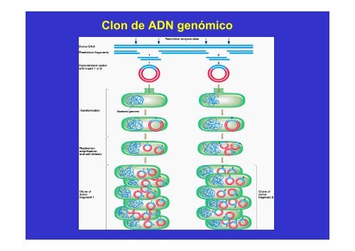GENES Y GENOMA.pdf