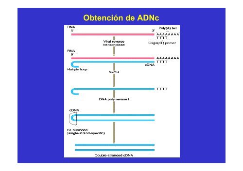 GENES Y GENOMA.pdf