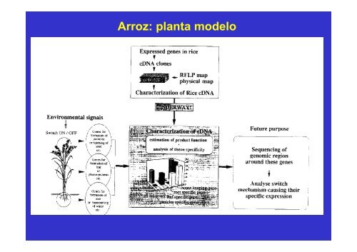 GENES Y GENOMA.pdf