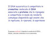 cromatina - Farmaciaunina2.it