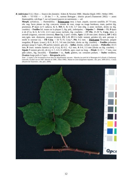 Rubus fruticosus aggr. : 7 premières espèces à reconnaître dans le ...