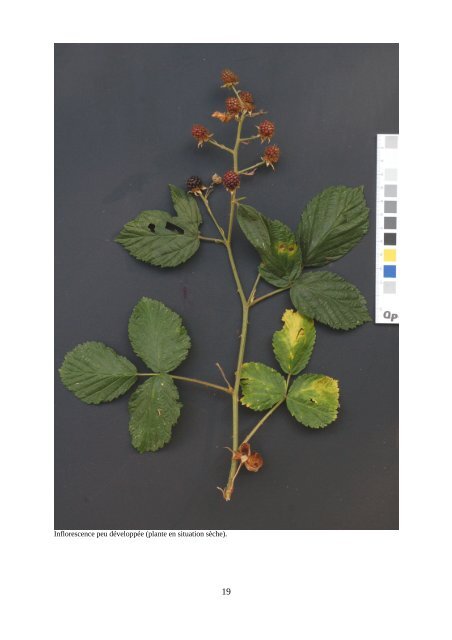 Rubus fruticosus aggr. : 7 premières espèces à reconnaître dans le ...