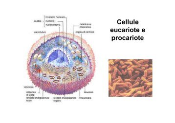 La cellula