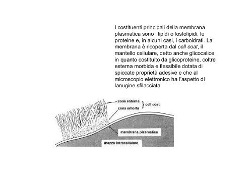 La cellula