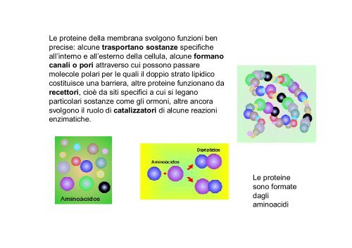 La cellula