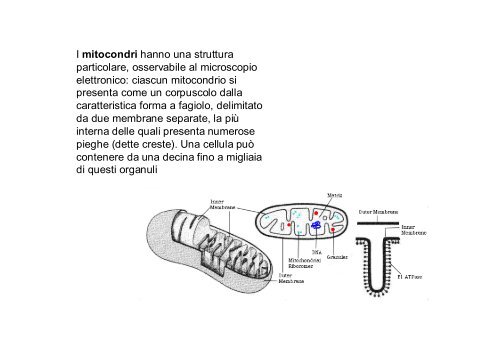 La cellula