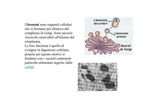 La cellula