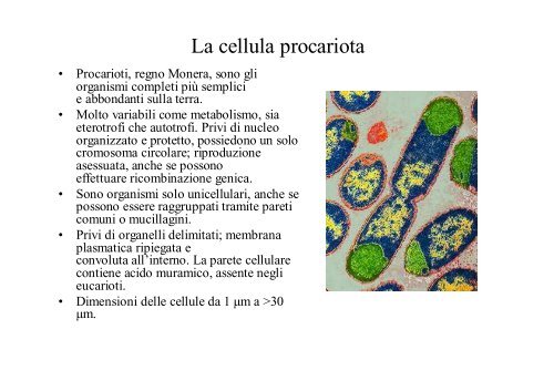 La cellula