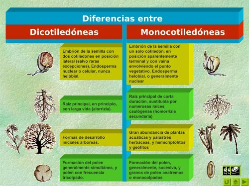 Introducción a la Célula Eucariota