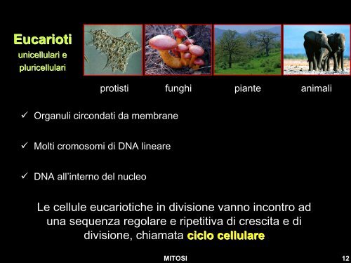 Diapositiva 1 - Liceo Scientifico Statale Leonardo da Vinci - Firenze