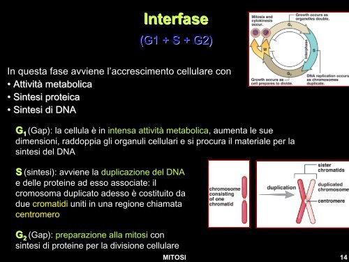 Diapositiva 1 - Liceo Scientifico Statale Leonardo da Vinci - Firenze