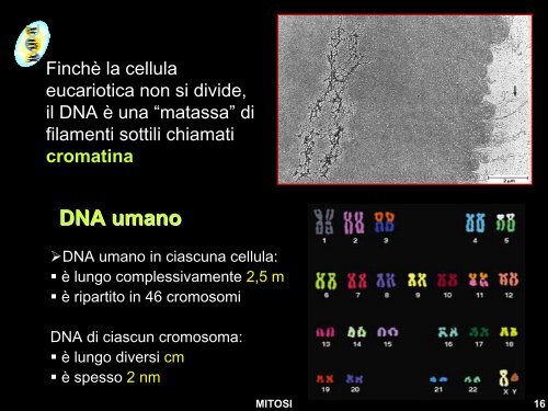 Diapositiva 1 - Liceo Scientifico Statale Leonardo da Vinci - Firenze