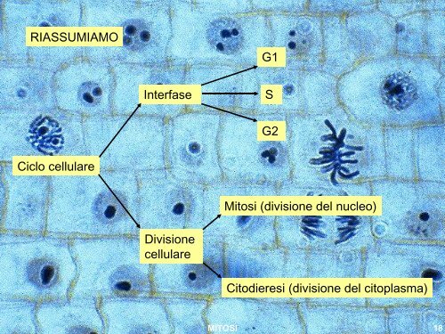 Diapositiva 1 - Liceo Scientifico Statale Leonardo da Vinci - Firenze