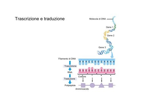 Basi molecolari: Lezione 7 - Liceo Norberto Rosa