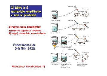 Il DNA è il materiale ereditario e non le proteine ... - MedWiki