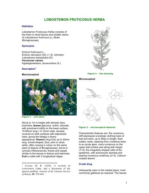 LOBOSTEMON FRUTICOSUS HERBA - PlantZAfrica