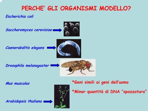 Programma genoma umano - le biotecnologie