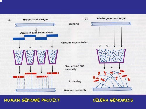 Programma genoma umano - le biotecnologie