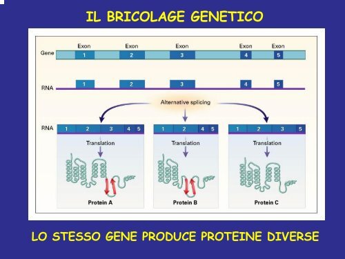 Programma genoma umano - le biotecnologie