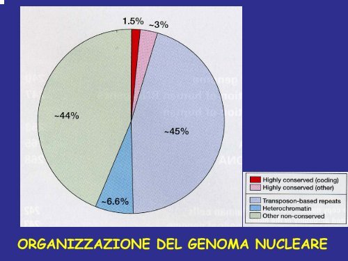 Programma genoma umano - le biotecnologie