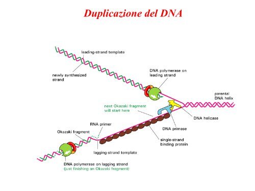 Duplicazione del DNA