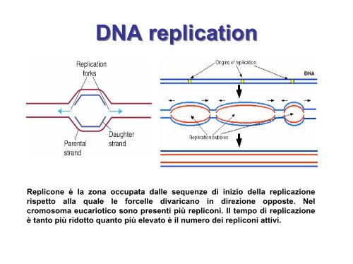 Duplicazione del DNA