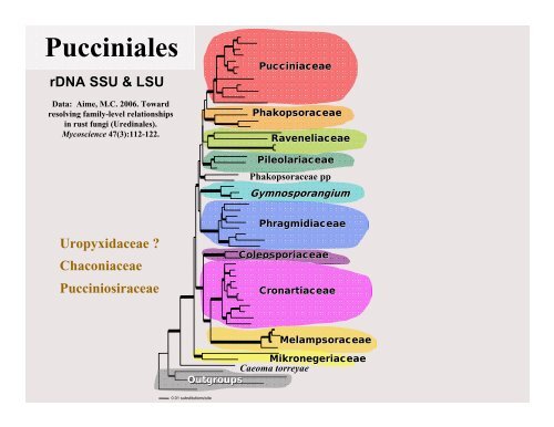 Rust Phylogenetics - Plant Management Network