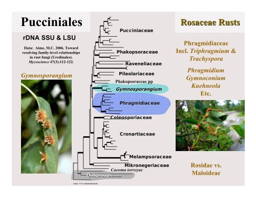 Rust Phylogenetics - Plant Management Network