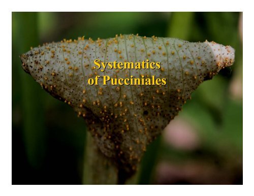 Rust Phylogenetics - Plant Management Network