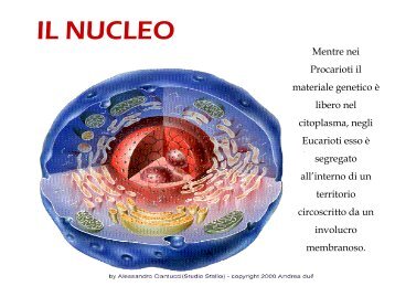 Il nucleo