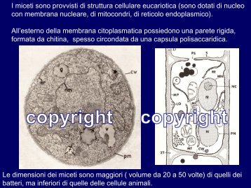 I miceti sono provvisti di struttura cellulare eucariotica (sono dotati di ...