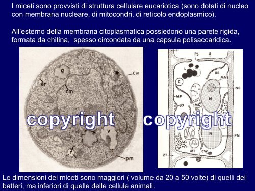 I miceti sono provvisti di struttura cellulare eucariotica (sono dotati di ...