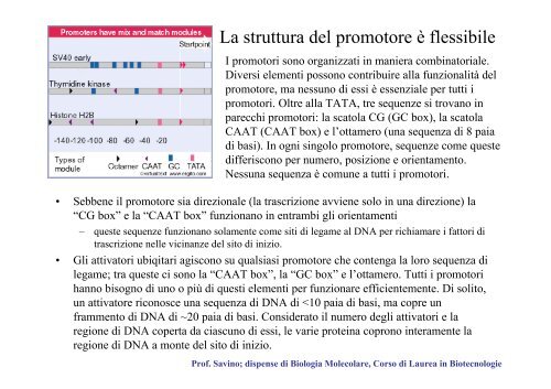Regolazione dell'espressione genica negli eucarioti