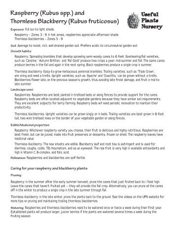 Raspberry (Rubus spp.) and Thornless Blackberry (Rubus fruticosus)
