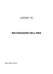 maturazione dell'rna