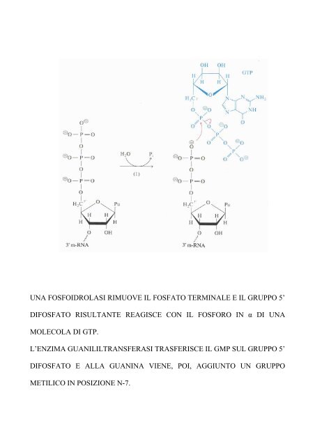 maturazione dell'rna