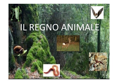 il regno animale [modalità compatibilità] - ICSBattistella