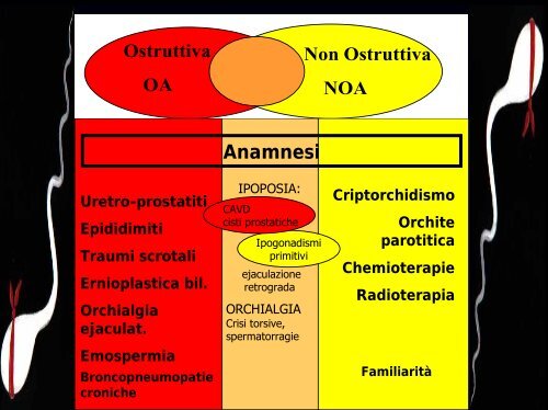 Inquadramento nosografico e indagini dell'azoospermia