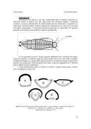 Abdomenul - UVT-CBG-Biologie