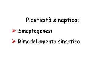 Plasticità sinaptica