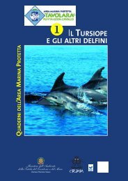 il tursiope e gli altri delfini - Area Marina Protetta Tavolara - Punta ...