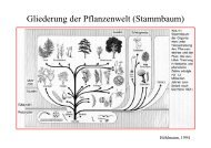 Gliederung der Pflanzenwelt (Stammbaum)