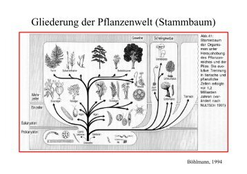 Gliederung der Pflanzenwelt (Stammbaum)