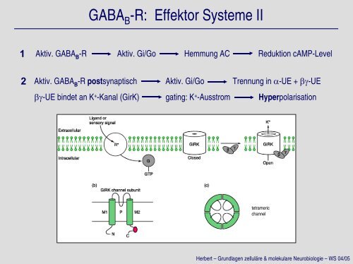 GABA-Rezeptoren