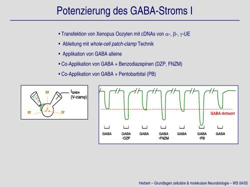 GABA-Rezeptoren