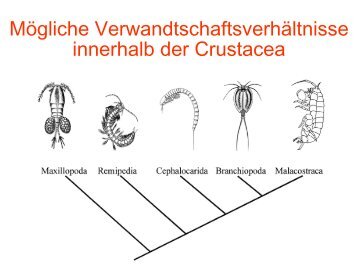 Mögliche Verwandtschaftsverhältnisse innerhalb der Crustacea