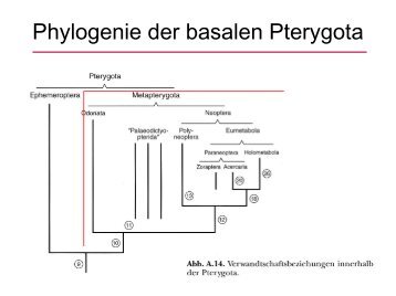 Phylogenie der basalen Pterygota