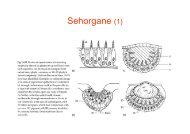 Sehorgane (1)