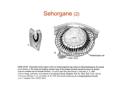 Sehorgane (1)